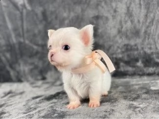 cuccioli di chihuahua  | Foto 0