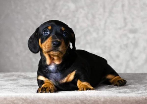 cuccioli bassotti nani taglia piccola | Foto 0