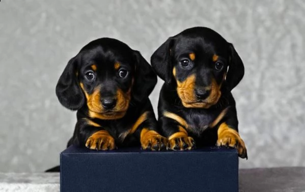 cuccioli bassotti nani taglia piccola