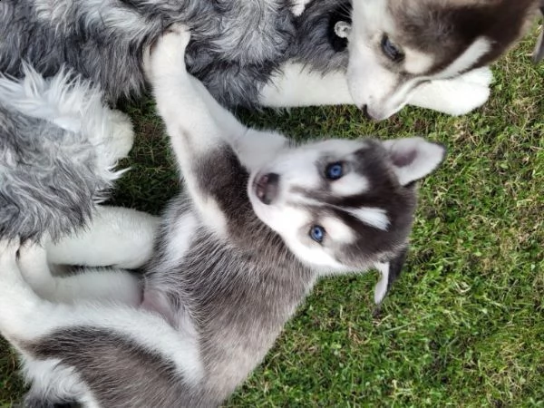 siberian husky razza con occhi blue | Foto 1