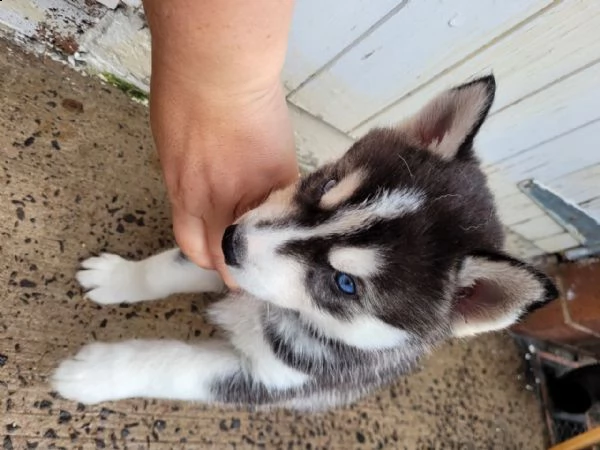 siberian husky razza con occhi blue