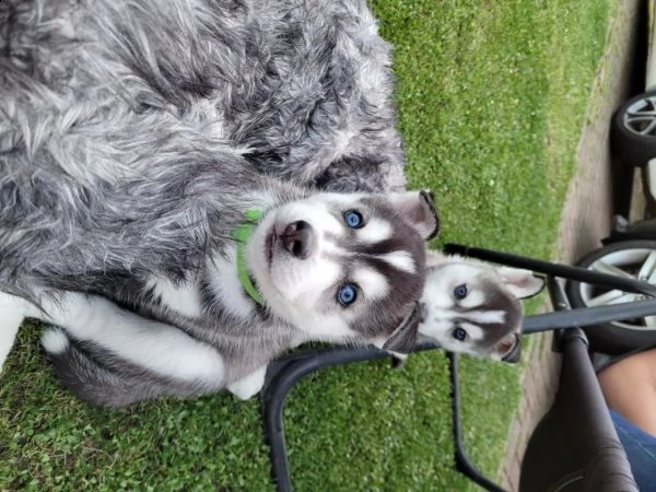 siberian husky razza con occhi blue | Foto 0