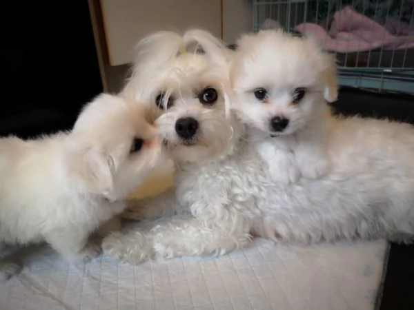 cuccioli maltese toy da purosangue | Foto 1