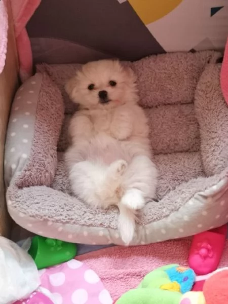 cuccioli maltese toy da purosangue | Foto 0