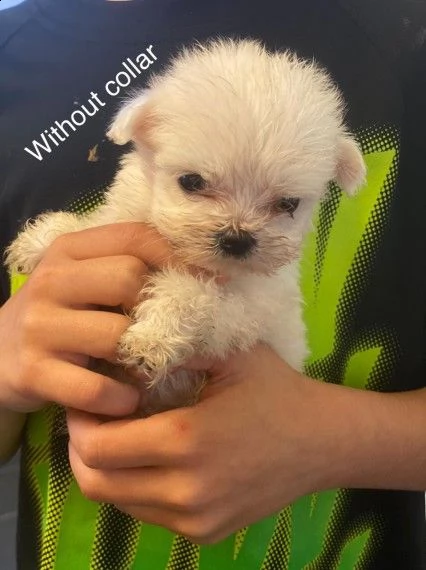 cuccioli piccola taglia maltese | Foto 1