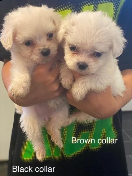 cuccioli piccola taglia maltese | Foto 0