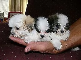 disponiamo cucciolo di shitzu e maltese mini mini toy 