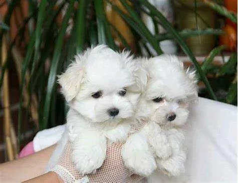 cediamo cucciolo di maltese mini mini toy 
