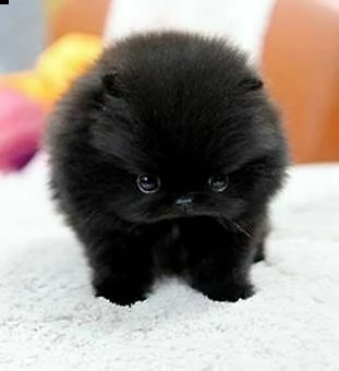 cucciolo di spitz di pomerania mini toy gentili,