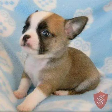 cediamo cucciolo di pincher chiwawa mini mini toy