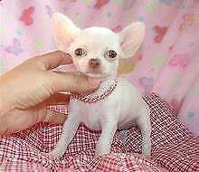 cucciolo di chiwawa mini toy generosissimo inteligentissimo