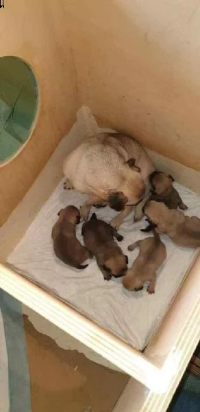 carlino cuccioli | Foto 1