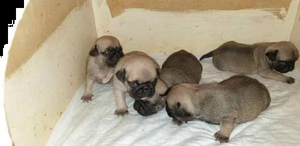 carlino cuccioli | Foto 0