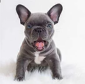 cucciolo di bull dog francese intrigantissimo