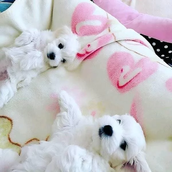 adorabili cuccioli maltesi