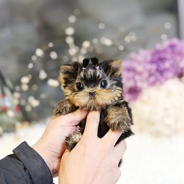 teacup yorkie per adozione gratuita