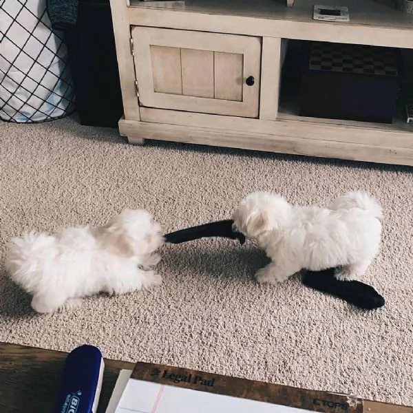 bellissimi cuccioli maltesi