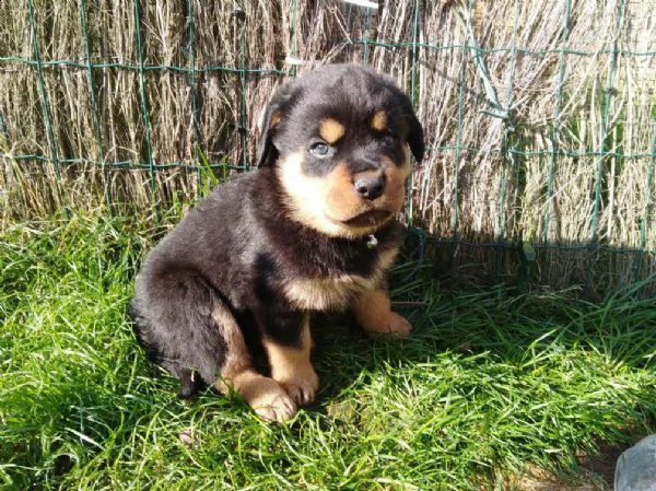regalo cuccioli di rottweiler 1 femmine e un maschietto.