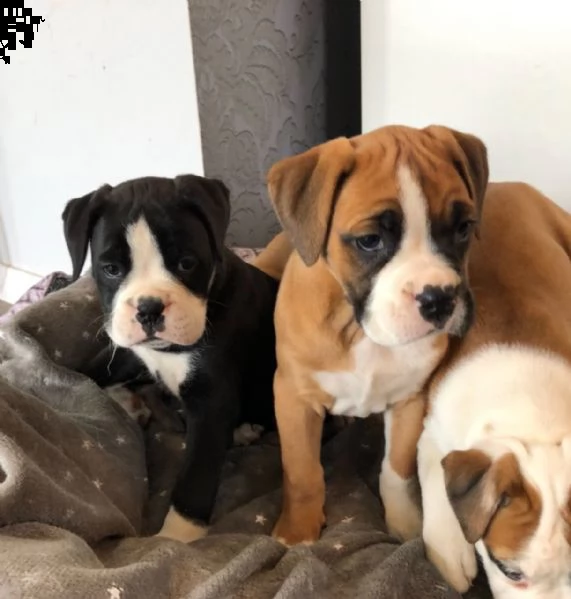 cuccioli boxer gratis