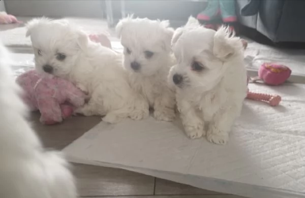 cuccioli maltese gratis