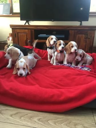 cuccioli beagle gratis