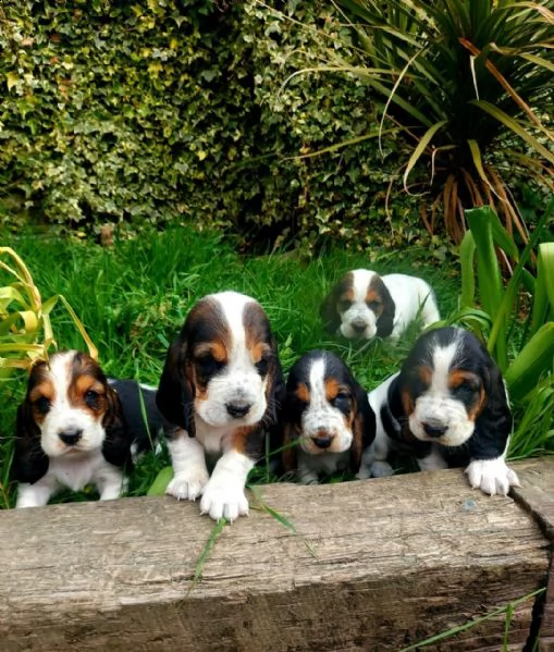 cuccioli bassethound gratis