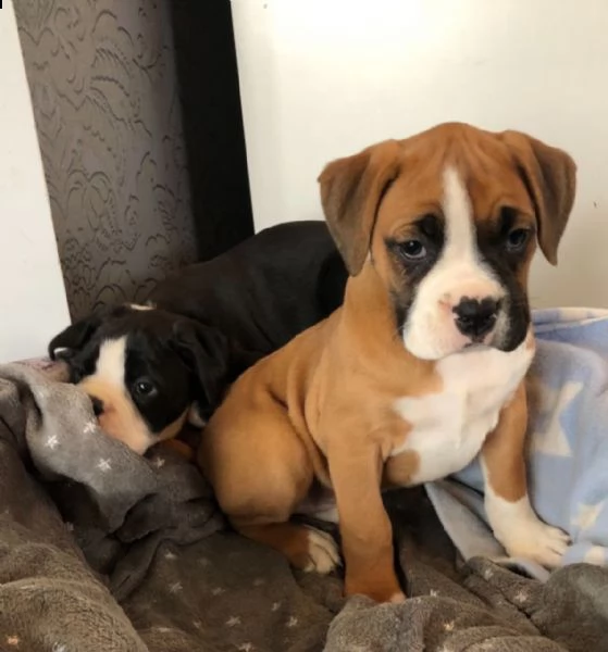 cuccioli boxer gratis