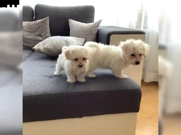 cuccioli maltese gratis