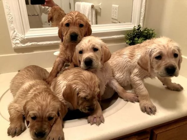 cuccioli labrador gratis