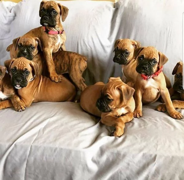 cuccioli boxer gratis