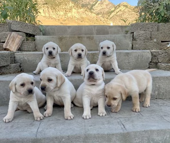 cuccioli labrador gratis