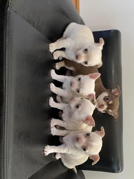 cuccioli chihuahua gratis