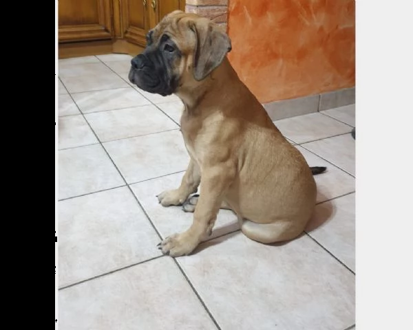 cuccioli di bullmastiff
