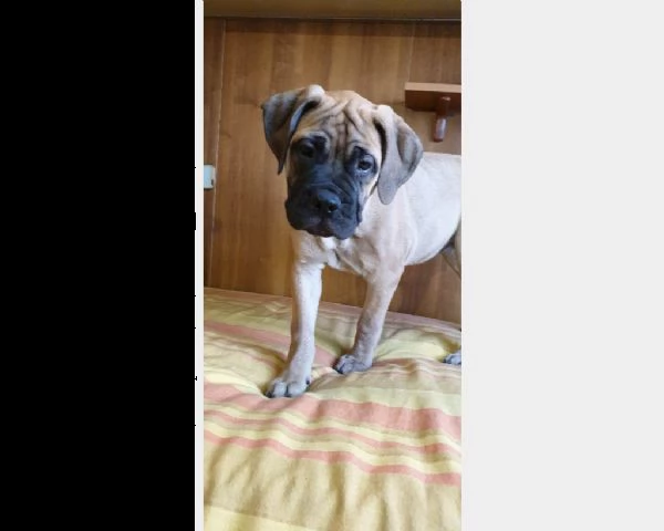 cuccioli di bullmastiff | Foto 2