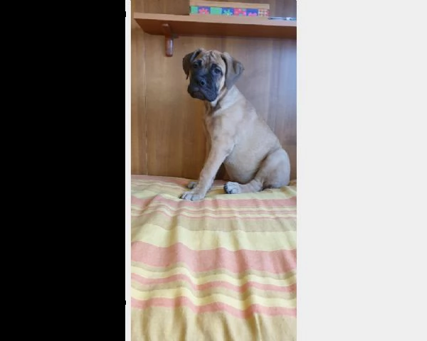 cuccioli di bullmastiff | Foto 1