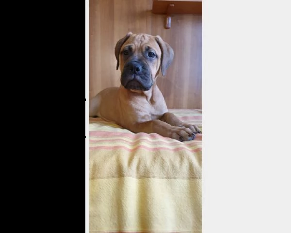 cuccioli di bullmastiff | Foto 0