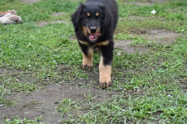 cuccioli di hovawart | Foto 0