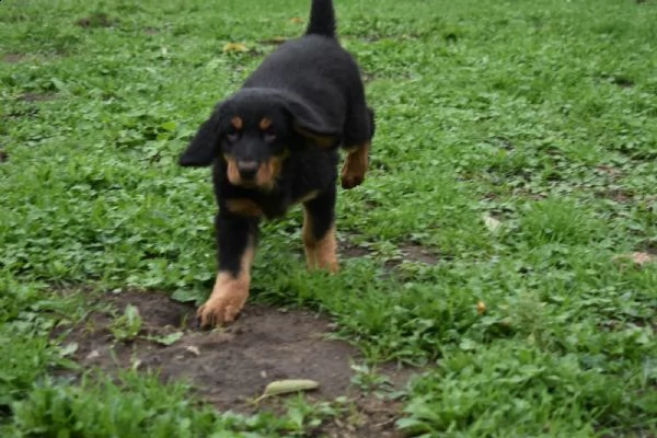 cuccioli di hovawart