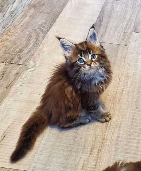  regalo maine coon gattini disponibili  in allevamento riconosciuto anfi sono disponibili due cuccio