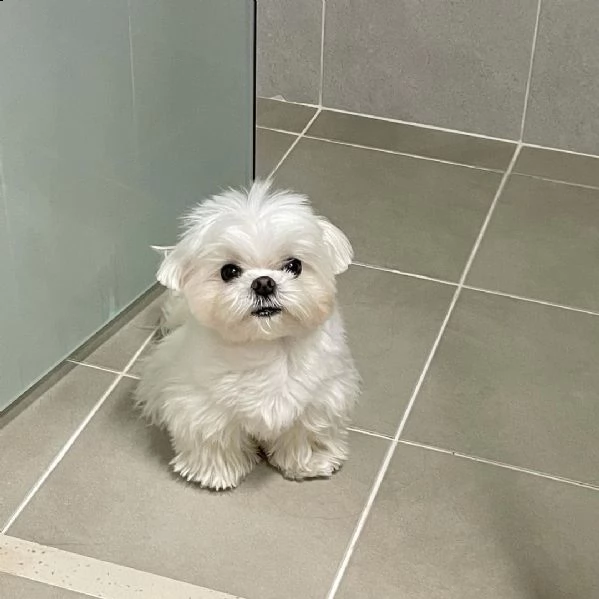 cuccioli maltese (()))