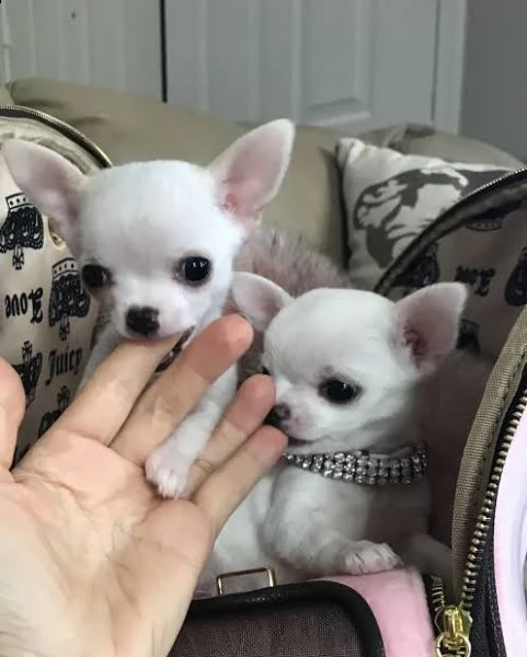 cuccioli chichauhau mini toy prezzo di adozione solo 100euro | Foto 0