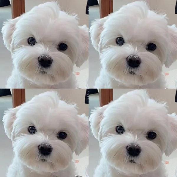 cuccioli maltese toy prezzo di adozione solo 100euro