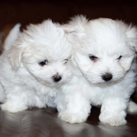cuccioli maltese toy (())100euro