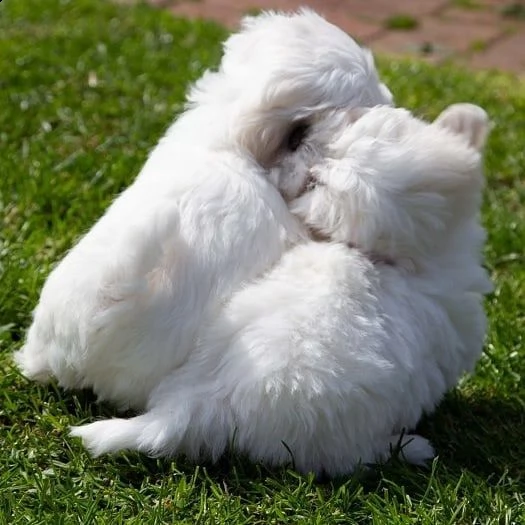 cuccioli maltese maschio e femmina (())100euro | Foto 0