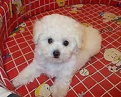 regalo maltese molto