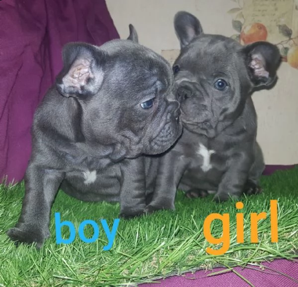 bellissimi cuccioli di bulldog francese | Foto 1