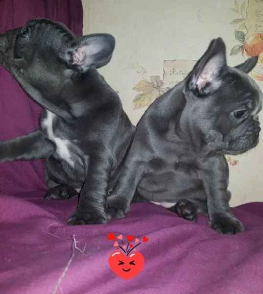bellissimi cuccioli di bulldog francese | Foto 0