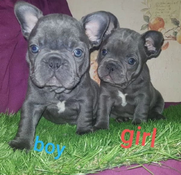 bellissimi cuccioli di bulldog francese
