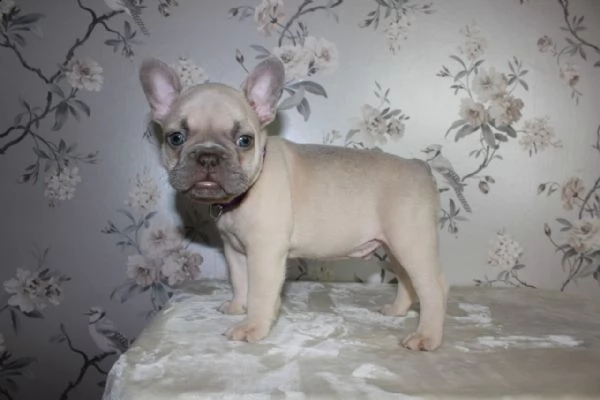 cuccioli bulldog francese