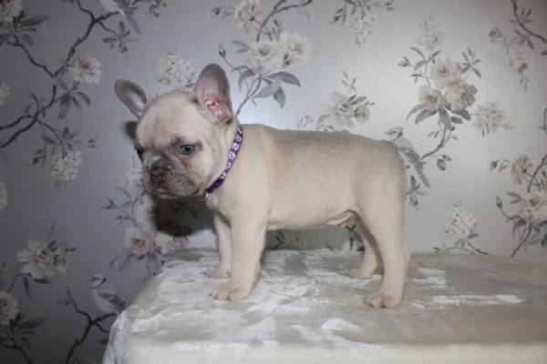 cuccioli bulldog francese | Foto 0